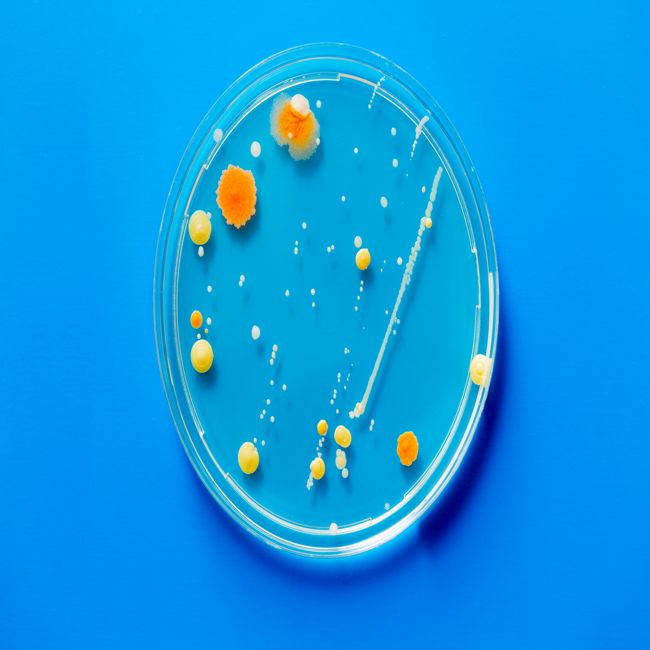 Resistente bacterie aangetroffen